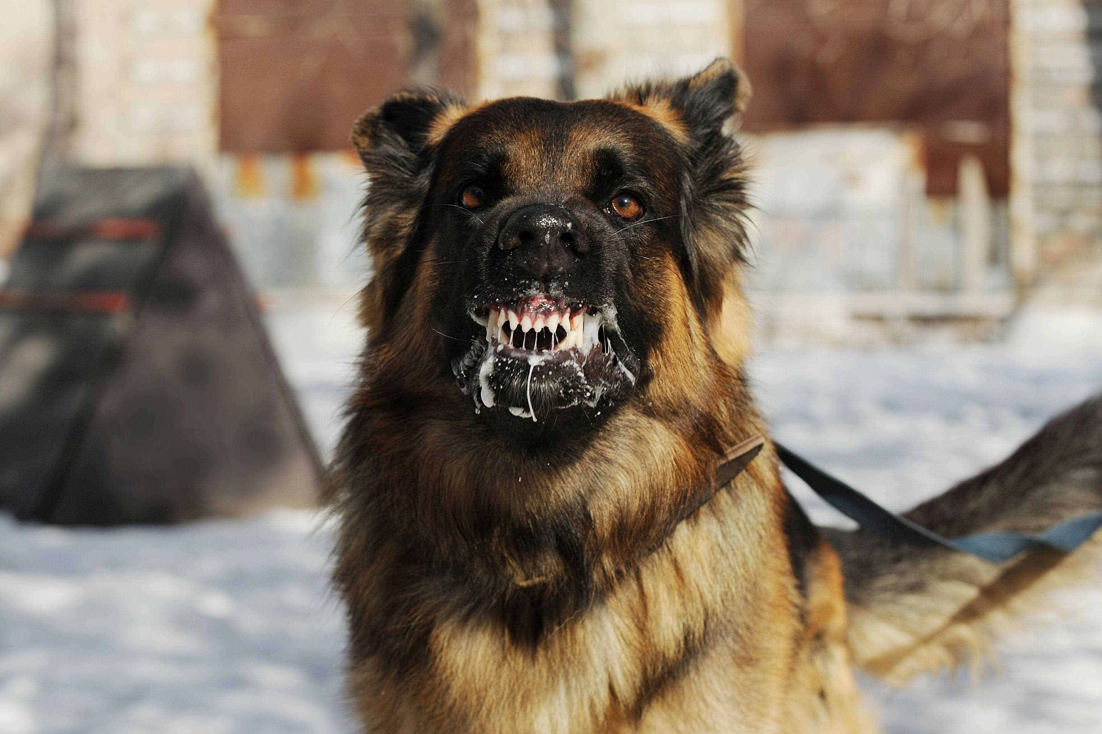 Cómo debes actuar si te muerde un perro con rabia