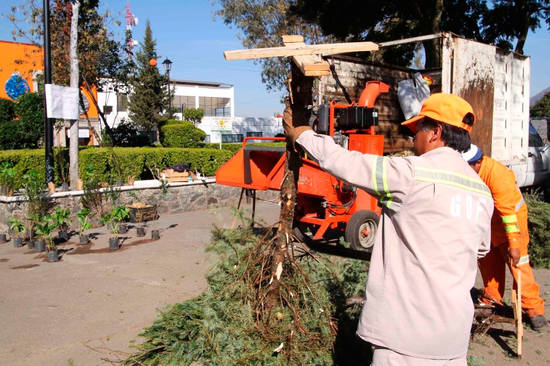 Habilita Tampico centros de acopio para pinos de Navidad
