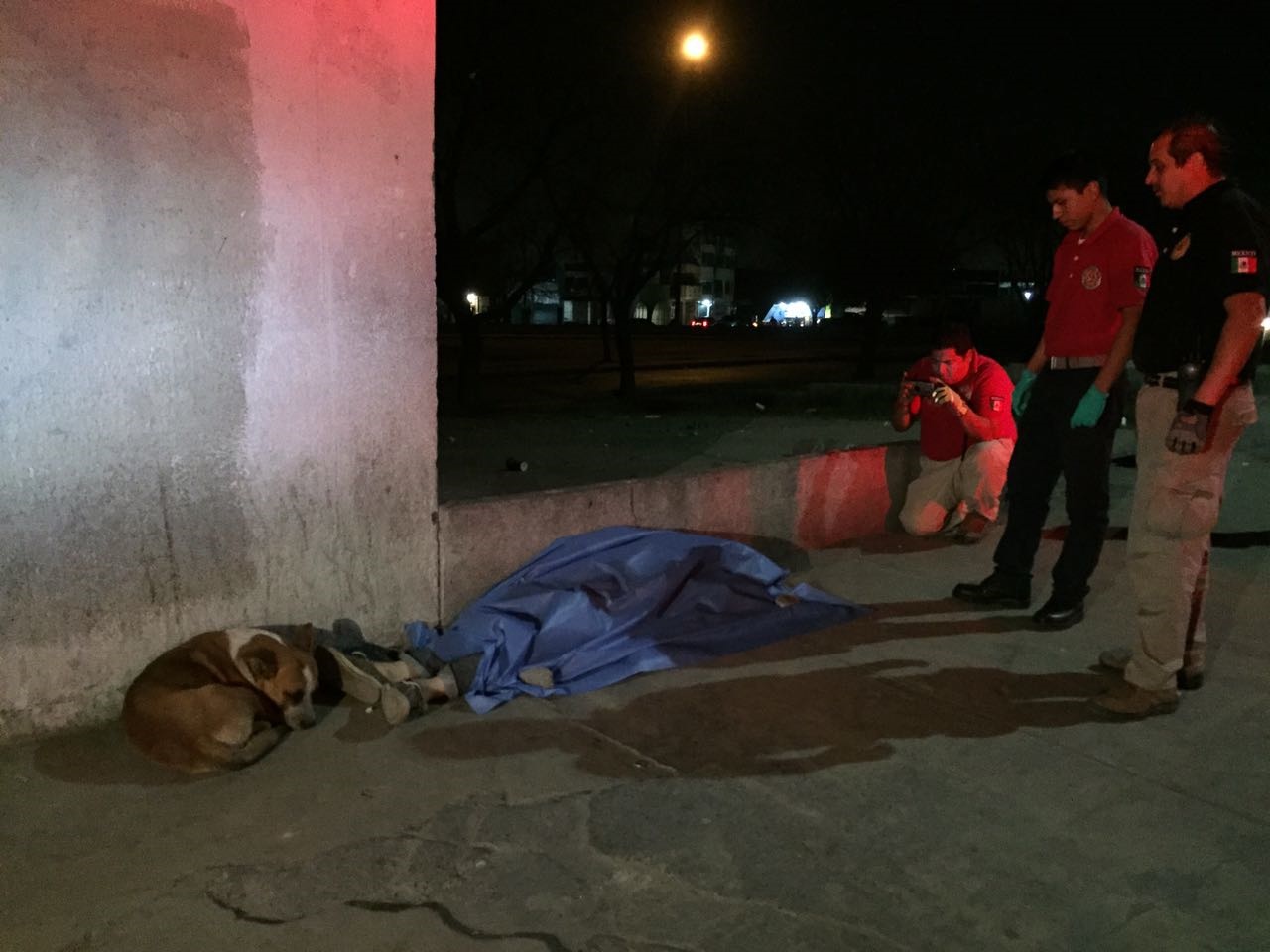 Perro entristece por la muerte de su dueño