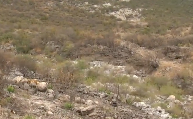 Apagan incendio en Cerro de las Mitras