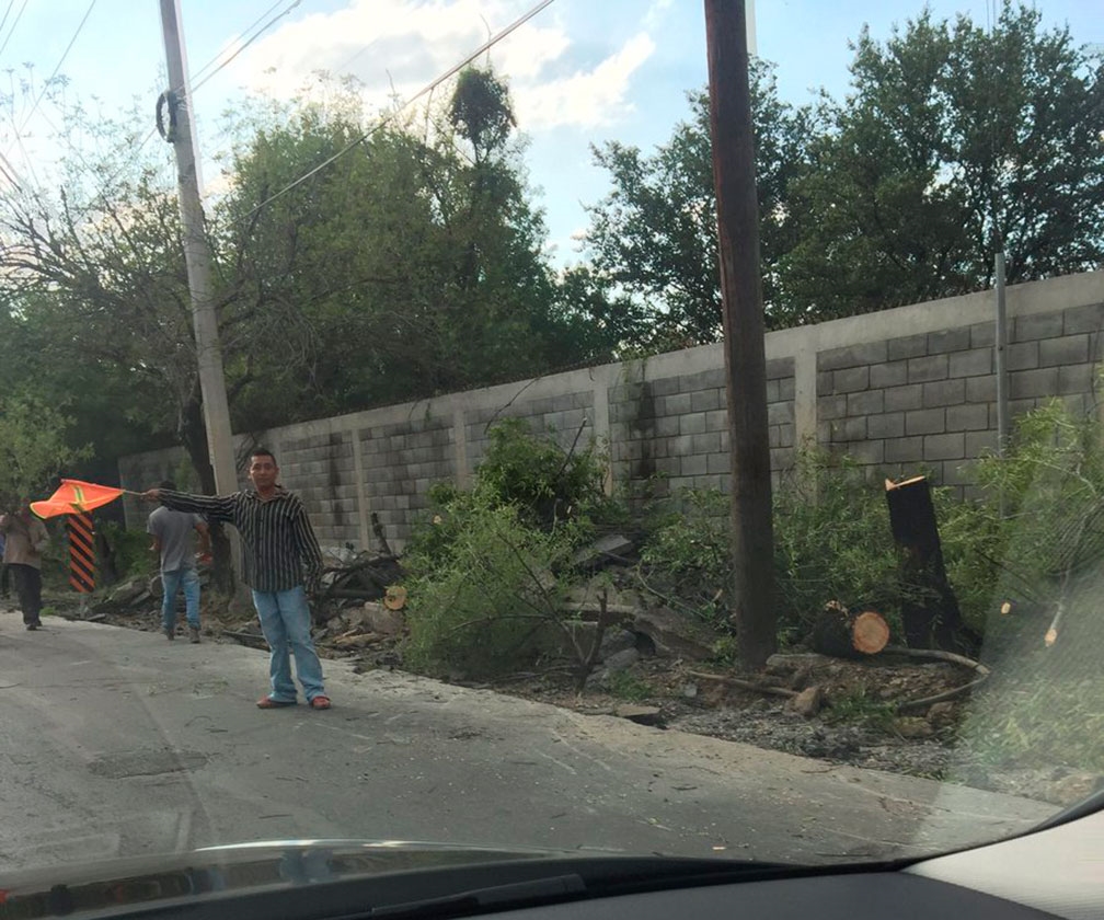 Denuncian vecinos de San Pedro tala de árboles en Alfonso Reyes