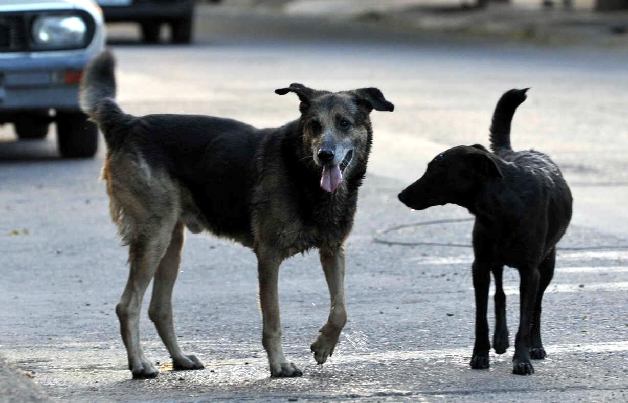 En Ciudad Juárez colocan bebederos de agua para perros callejeros