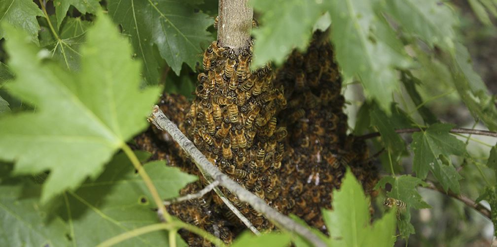 Jardinero pierde la vida tras ataque de abejas en Tucson, Arizona