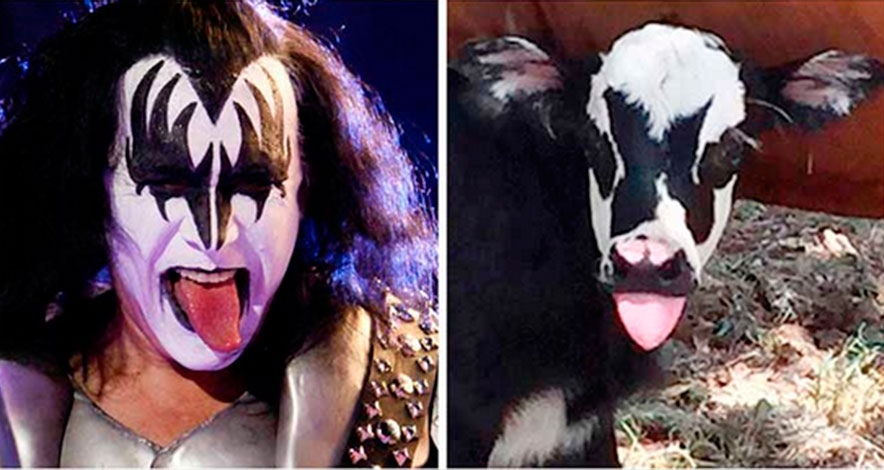Nace becerra con la cara de Gene Simmons en Texas