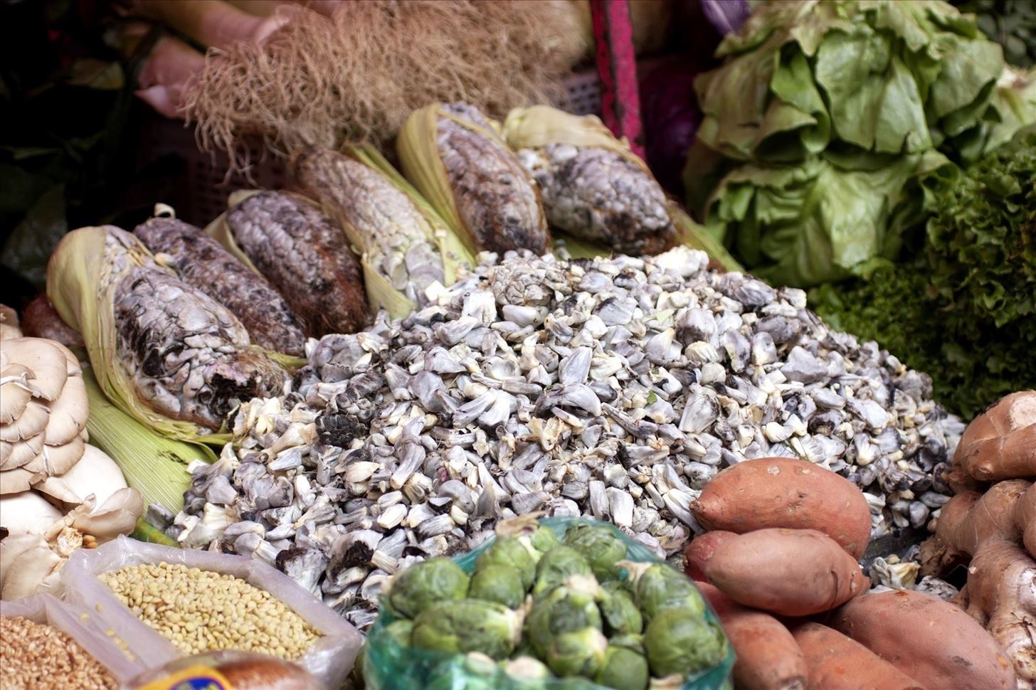 Metabolismo del huitlacoche es objeto de investigación