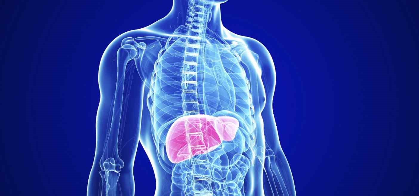 Hígado, poco valorado a pesar de funciones vitales