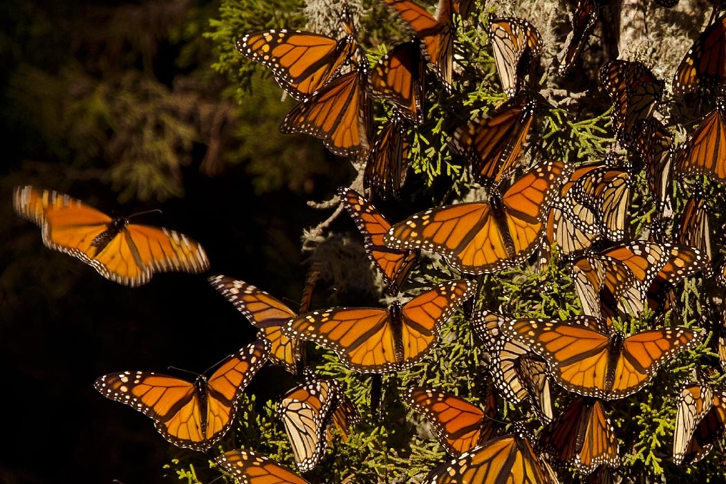 Mariposas monarca están atrasadas en su viaje hacia México