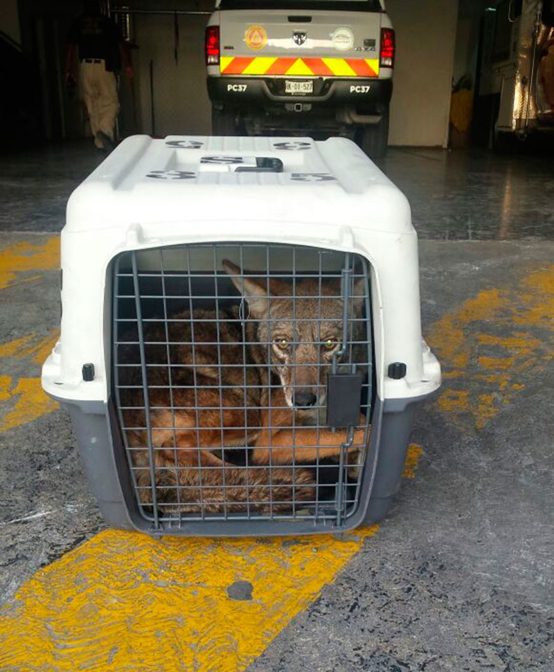 Capturan coyote en Monterrey