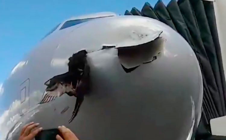 Impacta pájaro contra un avión y queda incrustado en el fuselaje