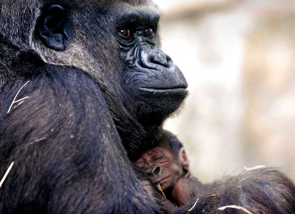 Nace bebé gorila en el zoológico de Ohio, EUA