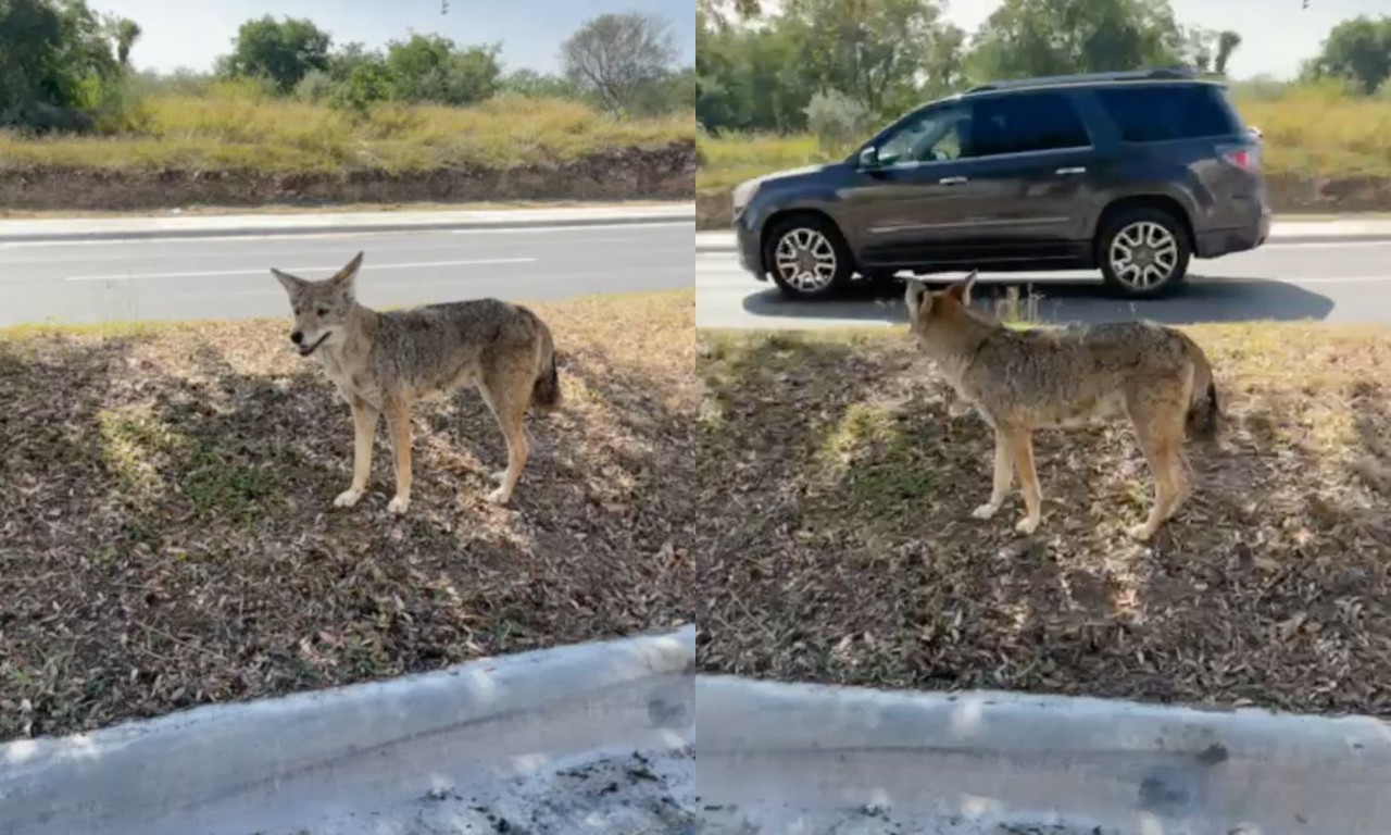 Avistan a coyote en avenida de zona Cumbres