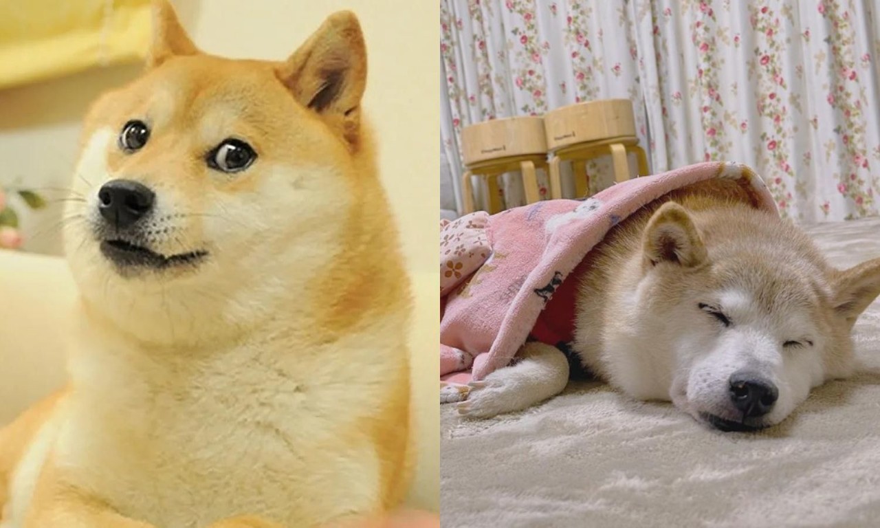 La perrita 'Doge' se encuentra grave de salud