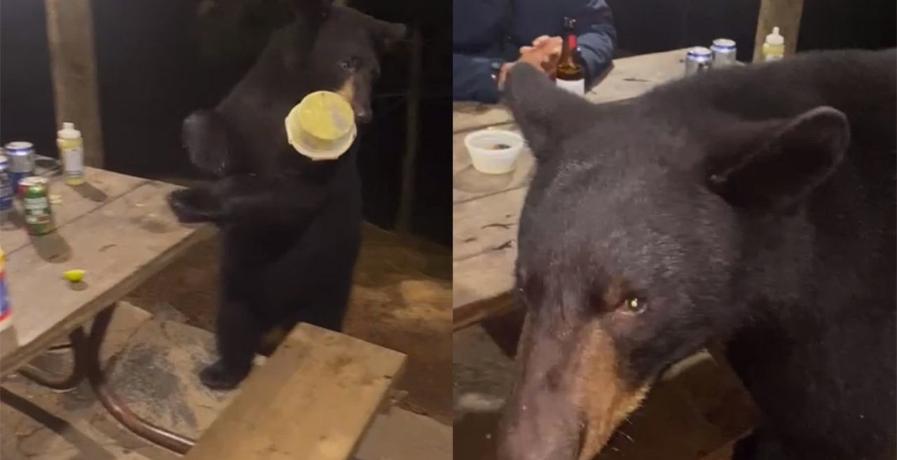 Oso sorprende a regios y le invitan una cerveza