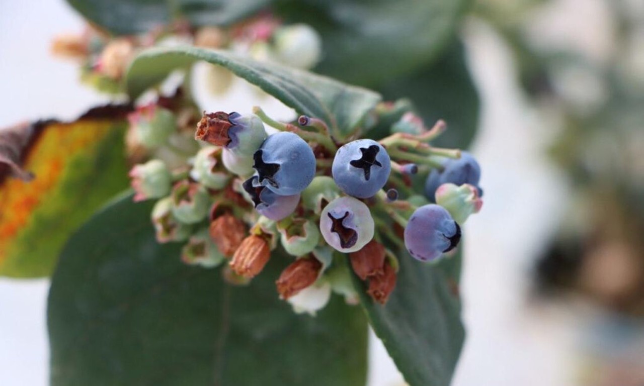 Promoverá Nuevo León cultivos de frutos rojos en el sur