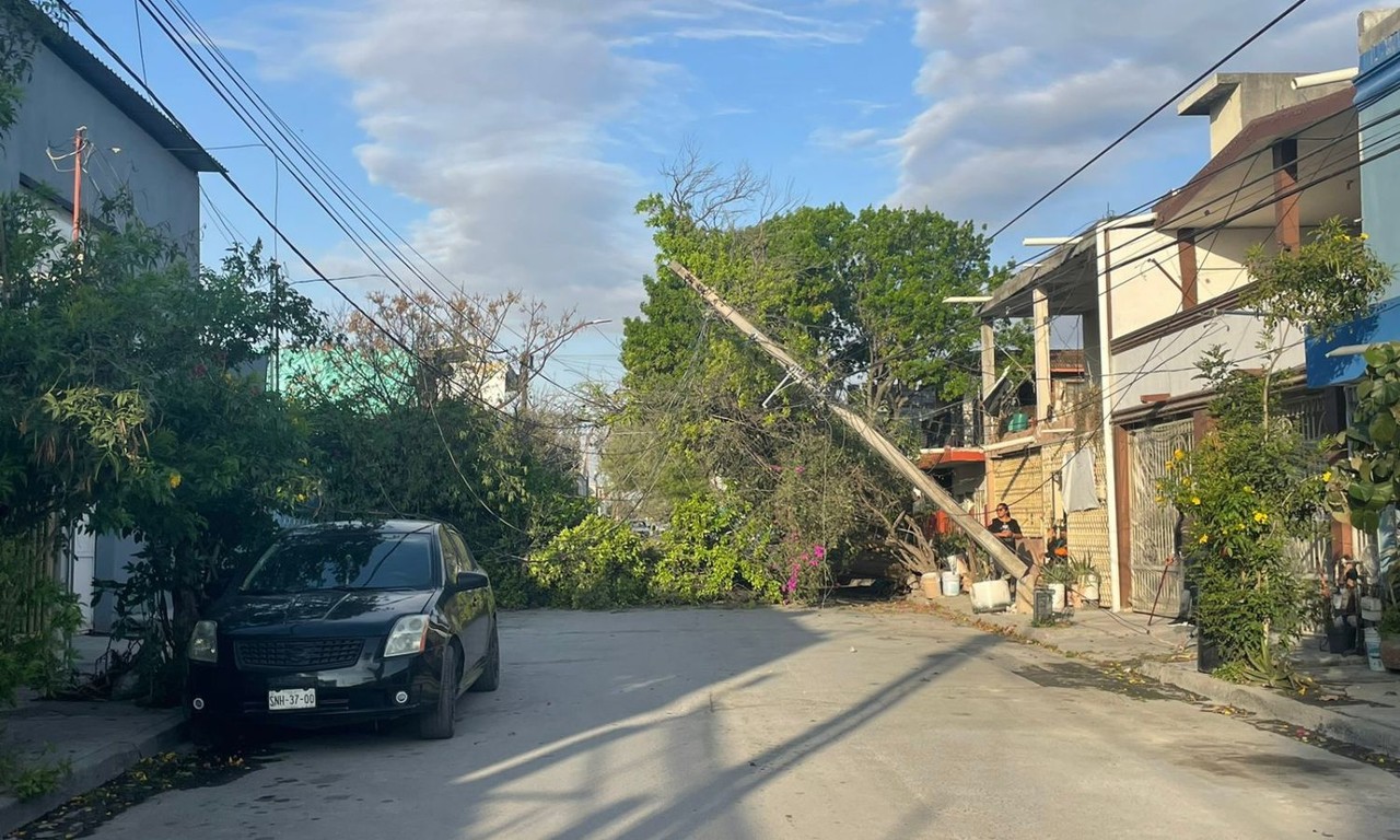 Fuertes rachas de viento tiran un árbol en Guadalupe