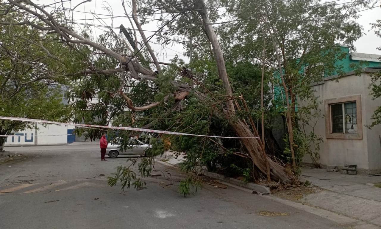 Fuertes rachas de viento derriban árbol en Barrio La Moderna