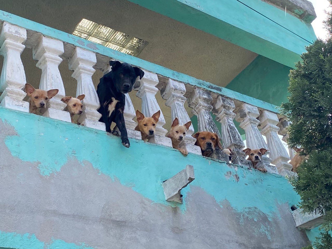 Resguarda Medio Ambiente a perros abandonados