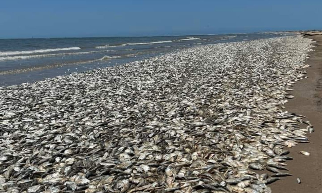 Aparecen decenas de miles de peces muertos en playa de Texas