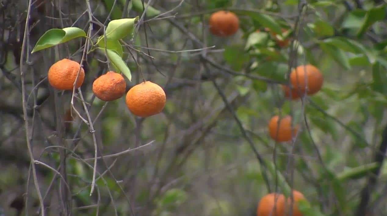 Cultivos de Nuevo León sortean baja temperatura
