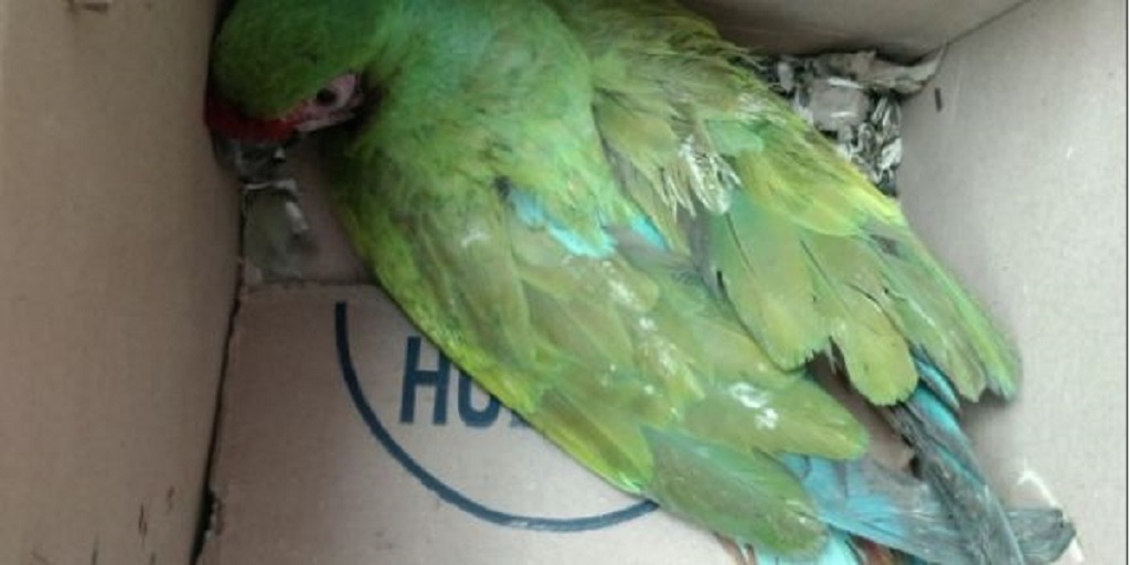 Interceptan carga con 10 guacamayas verdes