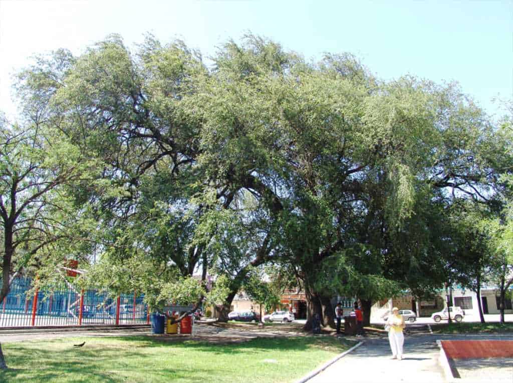 Llaman a seguir a ciudades ejemplo en arbolado
