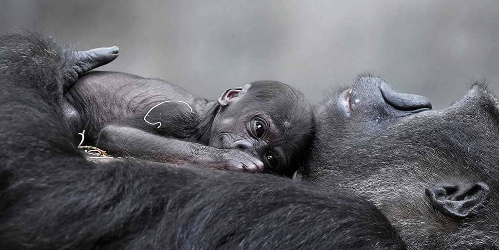 Eligen nombre para bebé gorila que nació en zoológico de Chicago