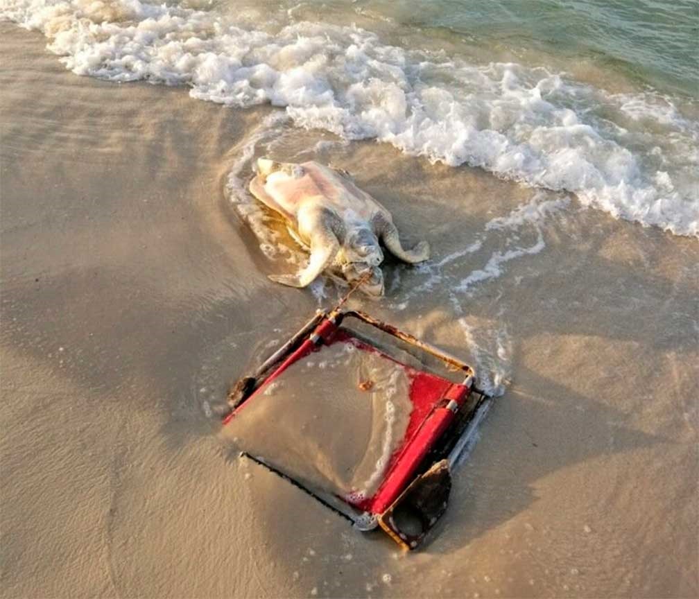 Muere tortuga marina tras nadar con correa enredada en su cuello en EUA