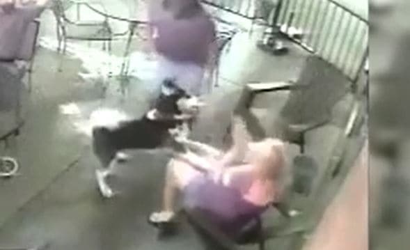 Perro ataca a ex modelo y muerde su rostro
