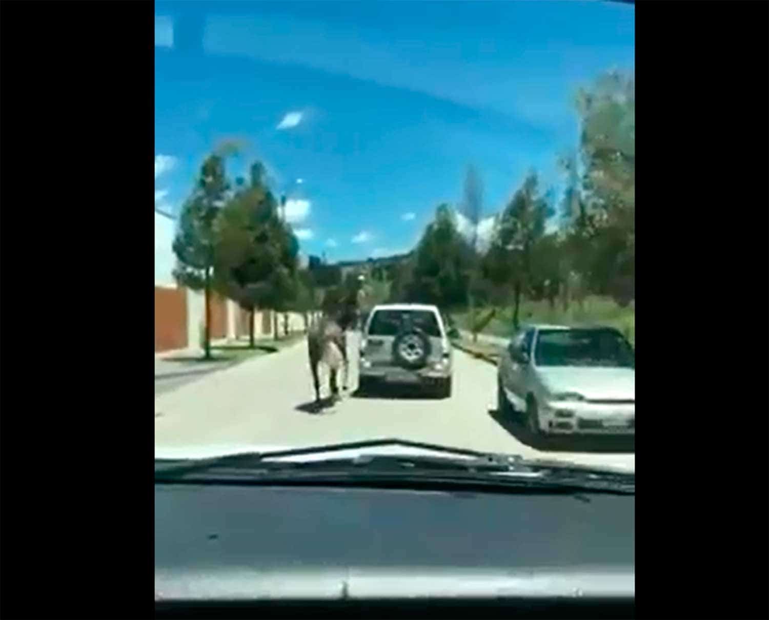 Video: Indigna conductor que circula con caballo atado al vehículo