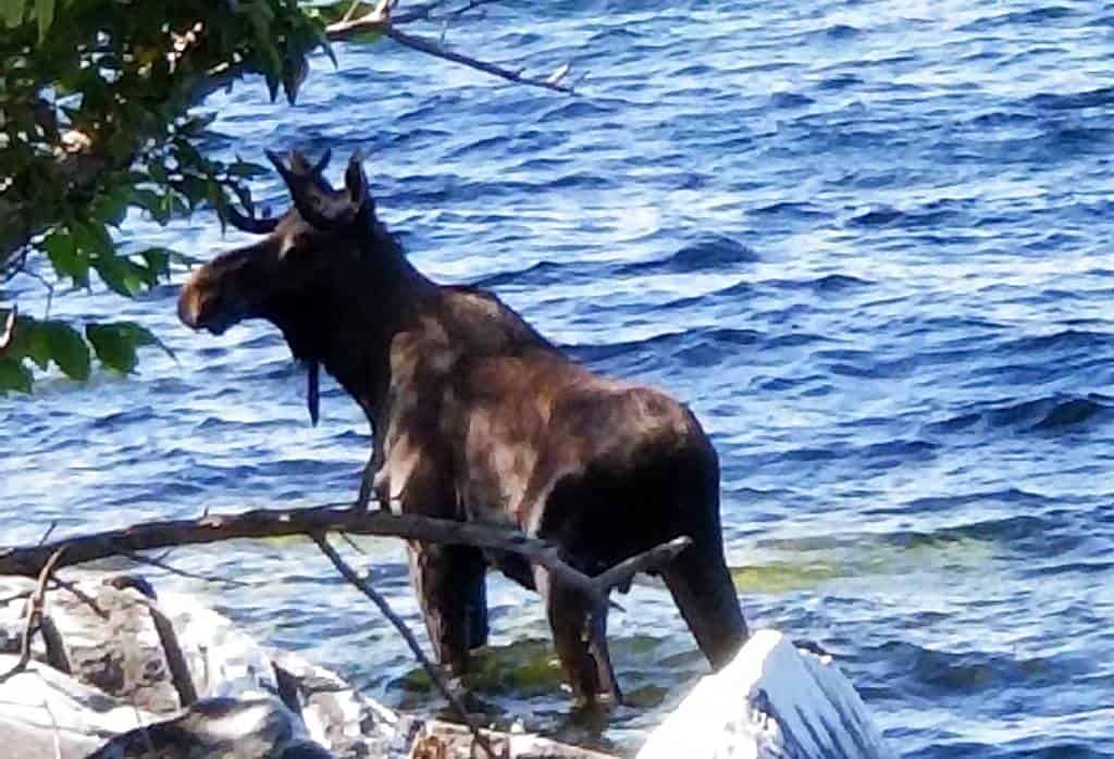 Alce se ahoga en un lago tras ser asediado por turistas