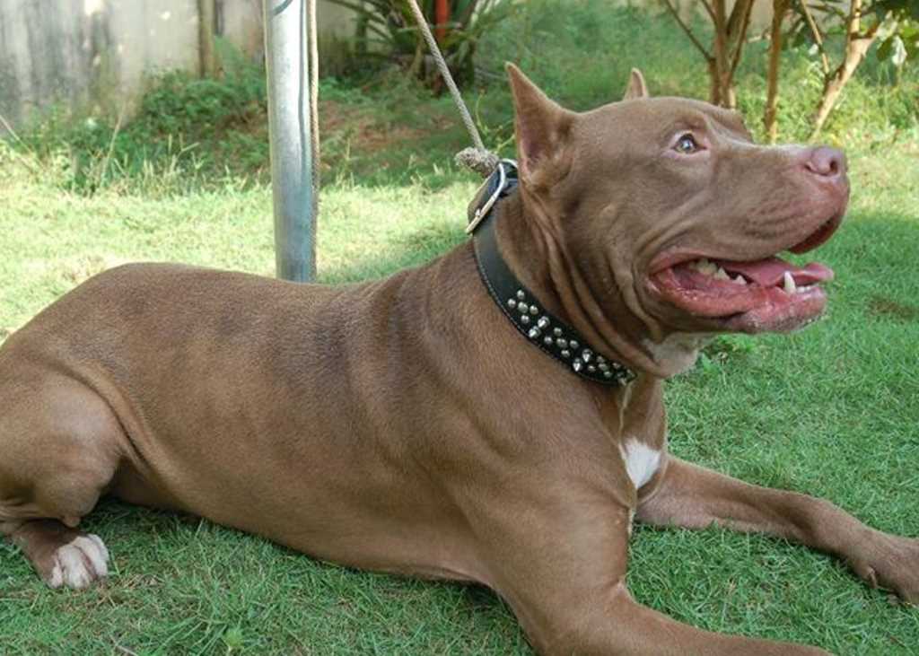 Anciana adopta pit bull y la asesina