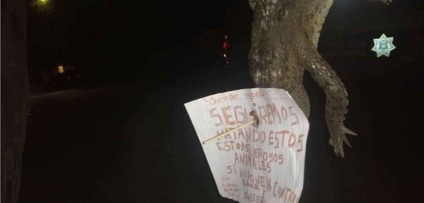Matan a cocodrilo y cuelgan su cuerpo en un árbol