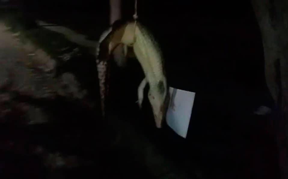 Cuelgan a cocodrilo en árbol de Puerto Vallarta; amenazan con matar a más