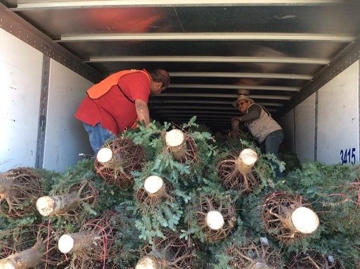 Retornan a EUA pinos navideños que tenían plaga forestal