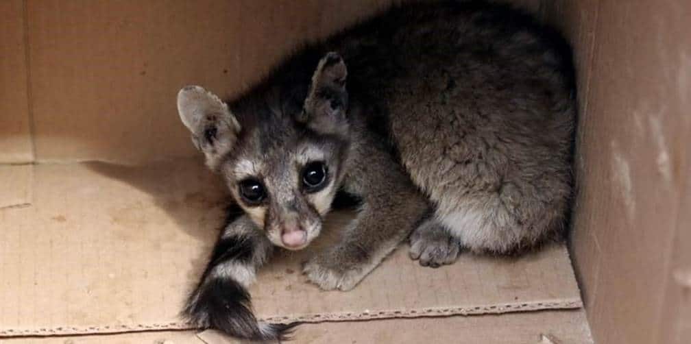 Tránsitos capitalinos capturan a cacomixtle en el Centro
