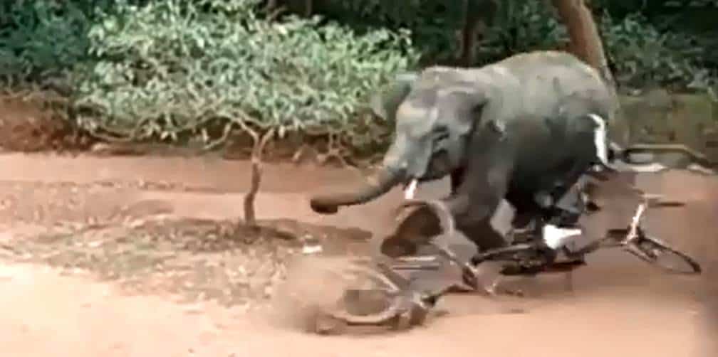 Elefante salvaje enfurecido causa daños en zona residencial