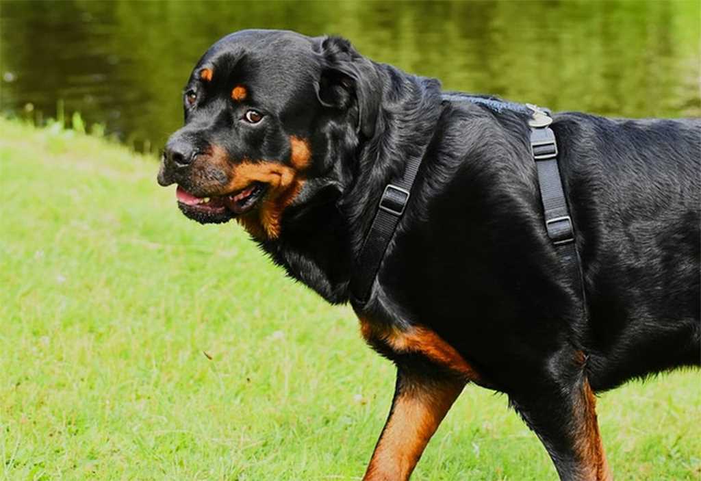 Perros matan a abuela en Carolina del Norte
