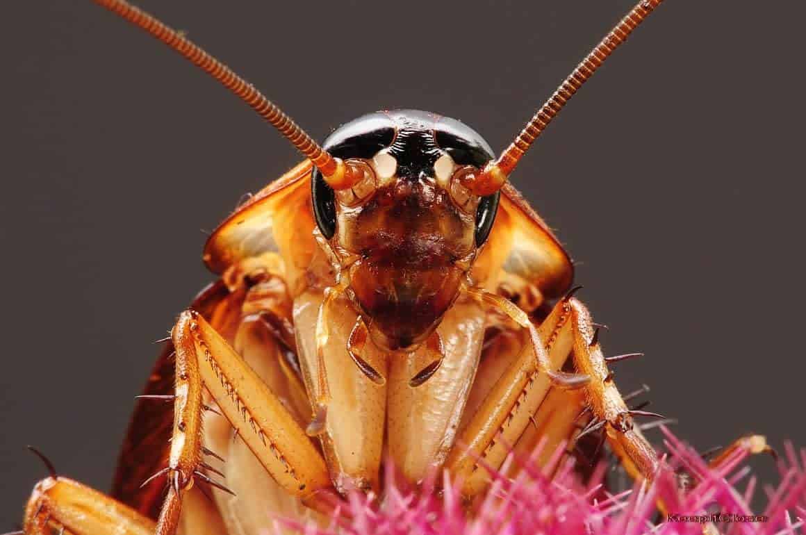 ¿Estás despechado? Bautiza a una cucaracha con el nombre de tu ex