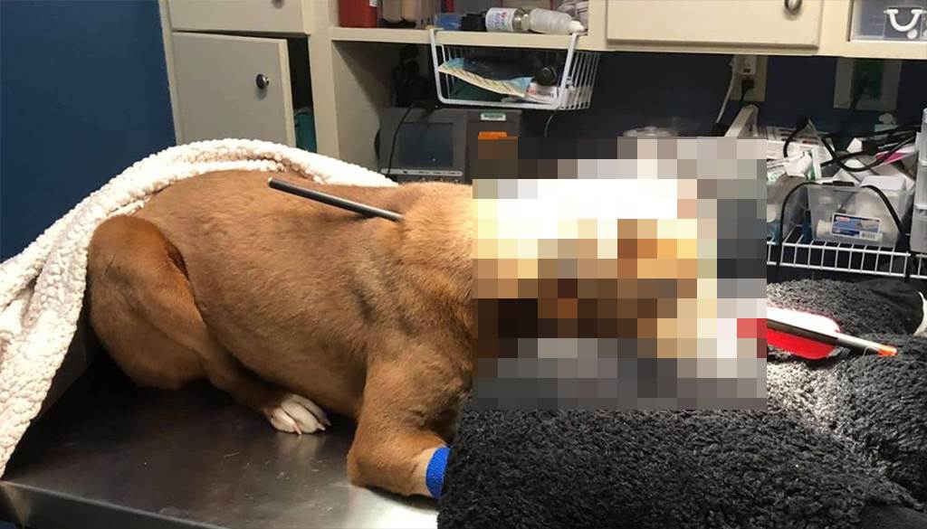 Arquero anónimo le clava flecha a perrita de 5 meses