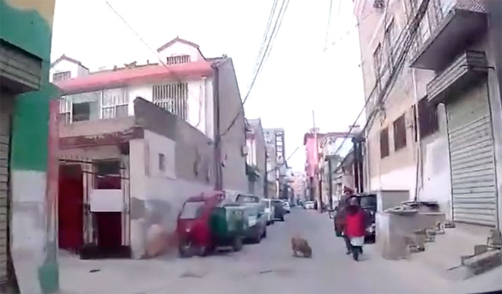 Cachorro hace heroíco acto por su dueño