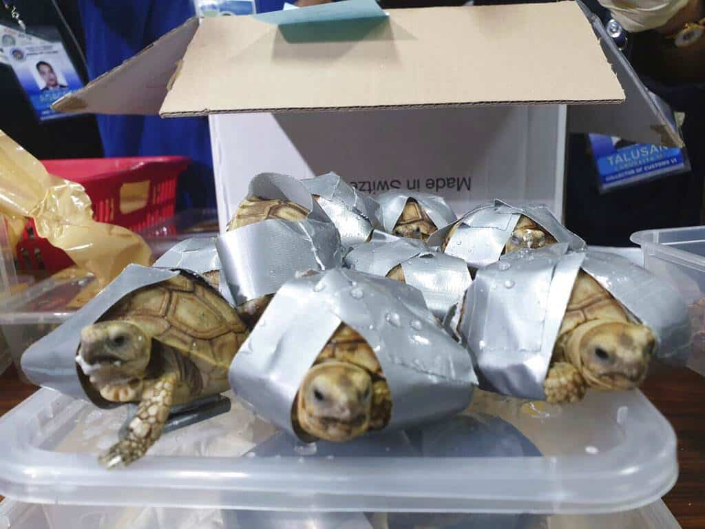 Sorprenden a pasajero que trasladaba 1,500 tortugas en 4 maletas