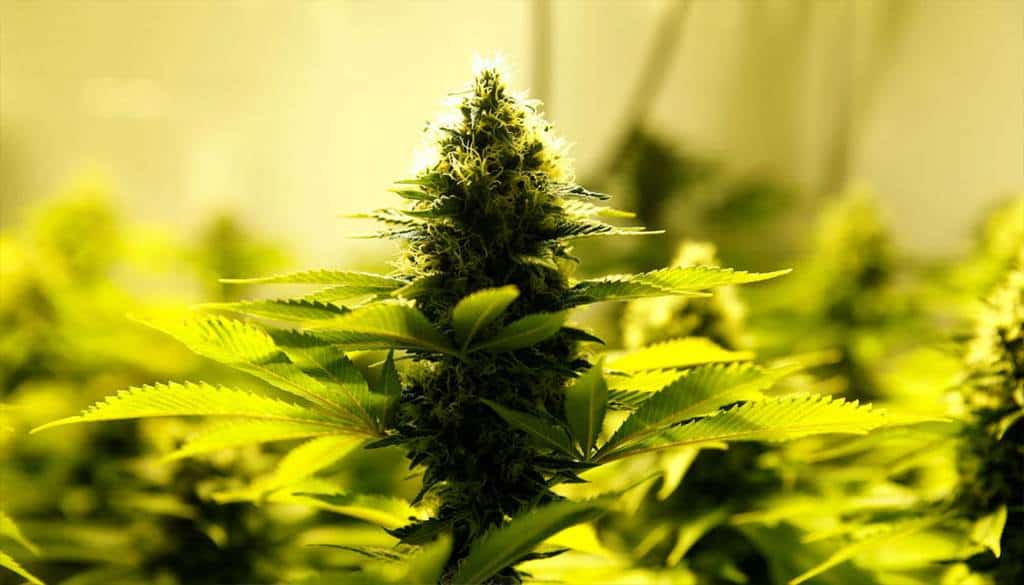 Destruyen más de 157 mil plantas de marihuana en Jalisco