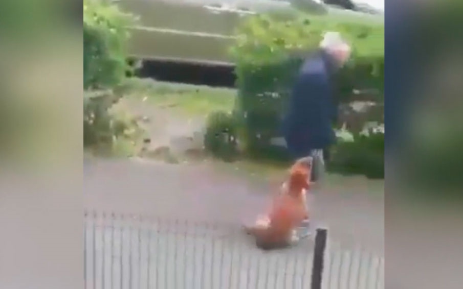 Hombre golpea y estrangula a un perro; lo captan en video