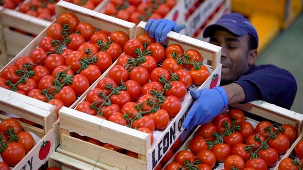 Decepciona a México cancelación de acuerdo para exportar tomate a EUA
