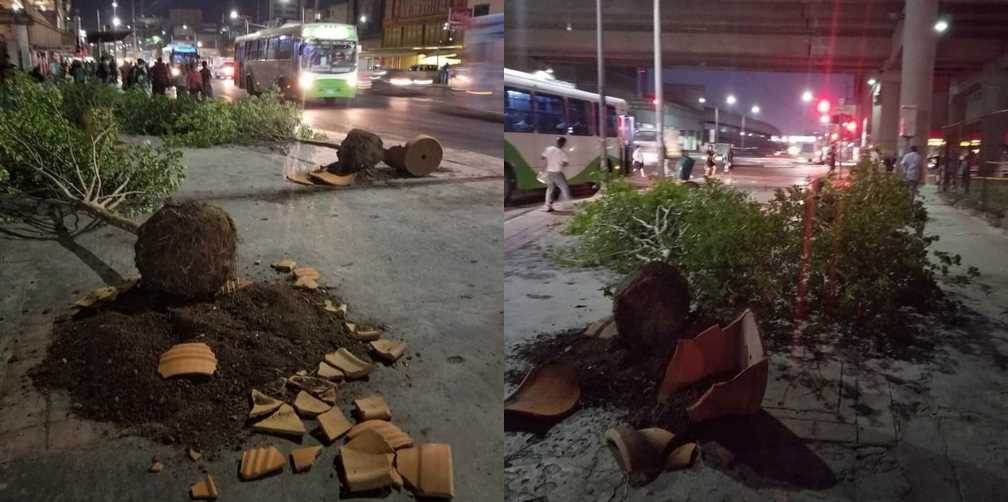 Cambian puesteros por árboles y horas después los vandalizan