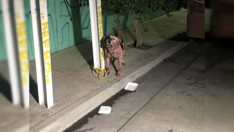 Perro ataca y mata a presunto ladrón en Guadalajara