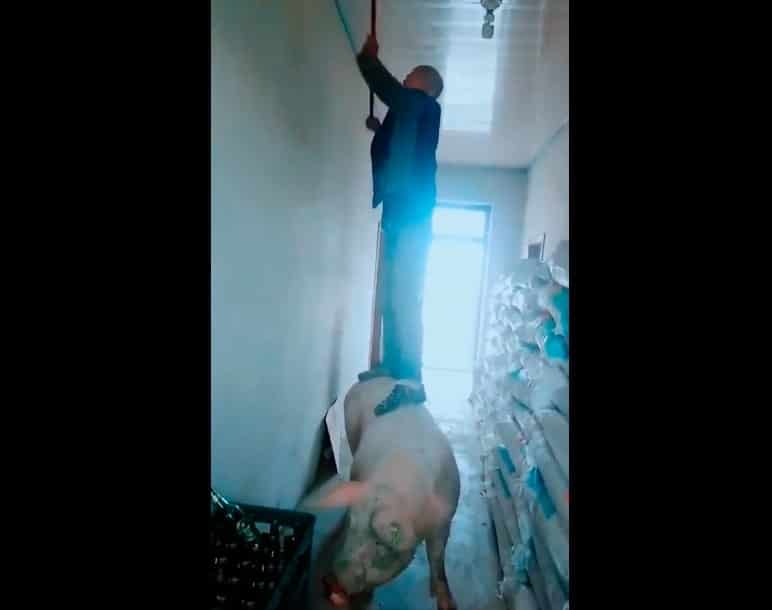 Indigna hombre que utiliza a cerdo como escalón