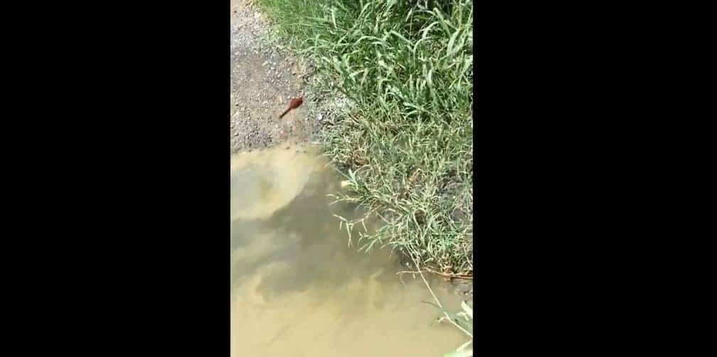Tiran aguas negras a río; líquido termina en Presa 'La Boca'