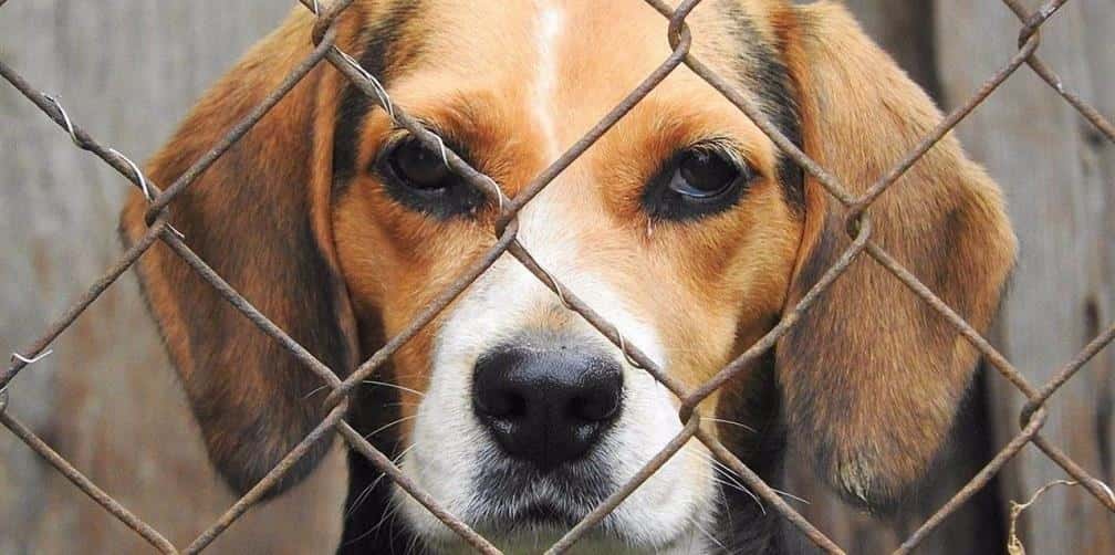 Abandono a mascotas: ¡crueldad!... Y castigos en NL son 'muy light'
