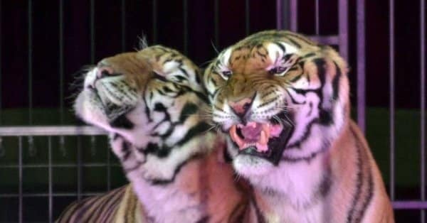 Cuatro tigres matan a su adiestrador durante un ensayo en un circo de Italia